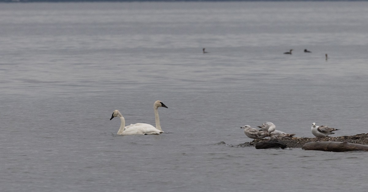 Cisne Trompetero - ML620625131