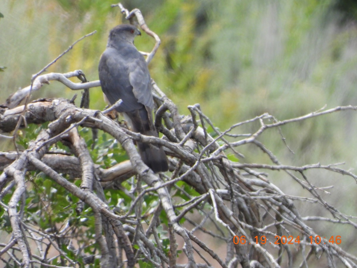 Sharp-shinned/Cooper's Hawk - ML620625133