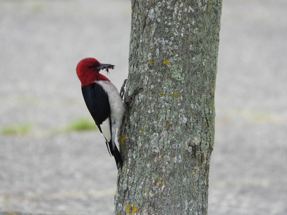 Red-headed Woodpecker - ML620625136