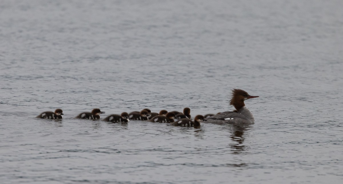 Common Merganser (North American) - ML620625137