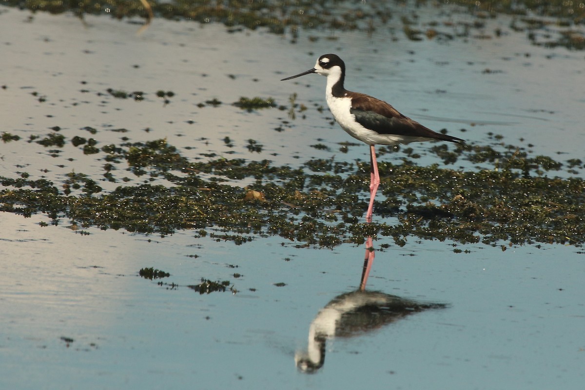 Black-necked Stilt - ML620625141