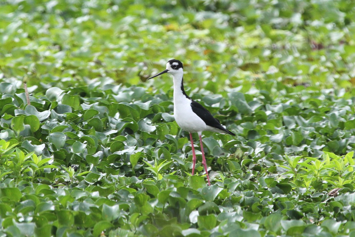 Black-necked Stilt - ML620625142