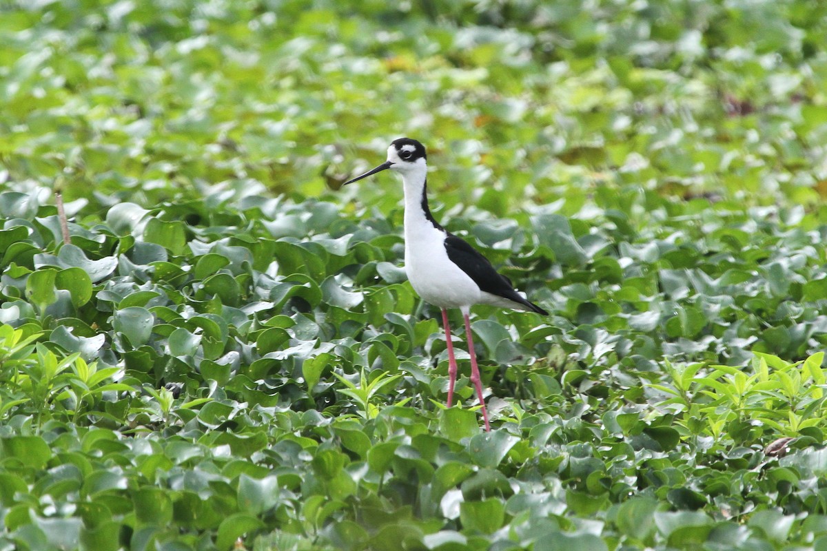 Black-necked Stilt - ML620625142