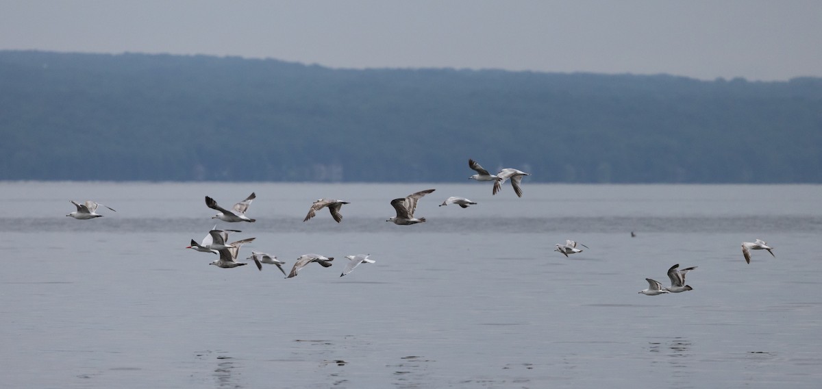 racek stříbřitý (ssp. smithsonianus) - ML620625143