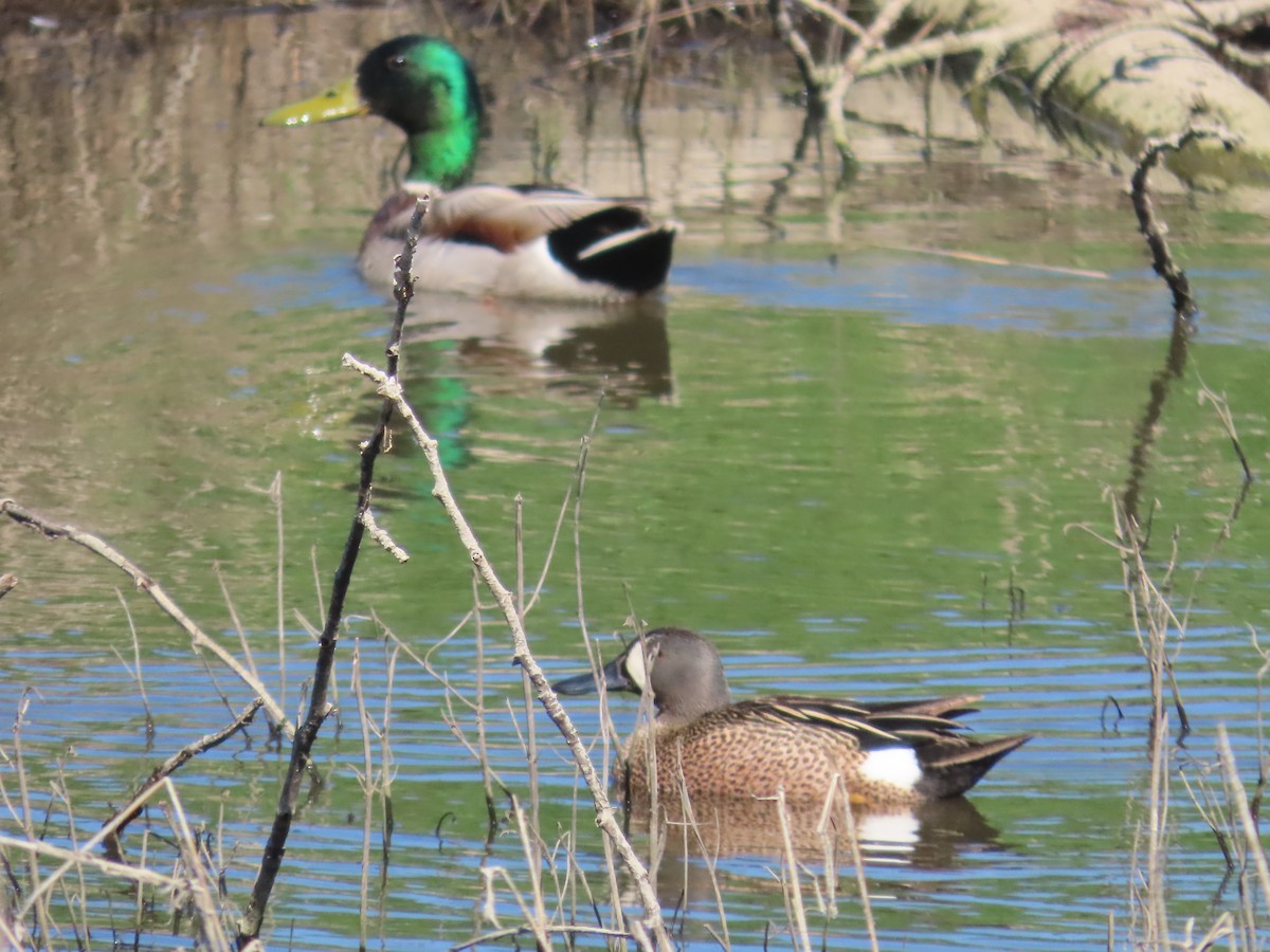 Blue-winged Teal - ML620625144