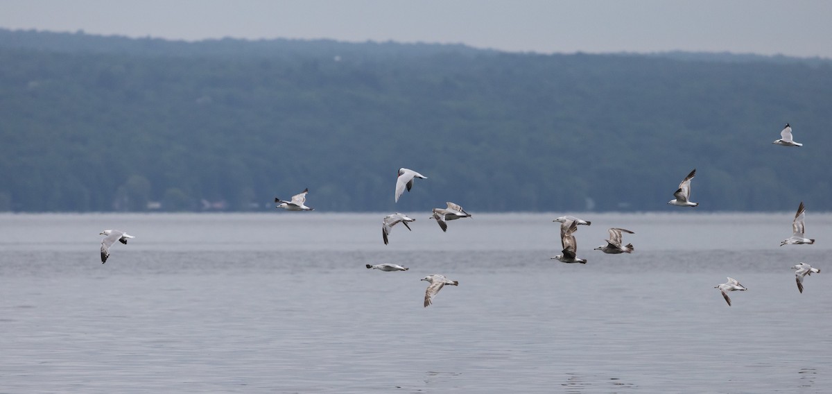 Herring Gull (American) - ML620625145