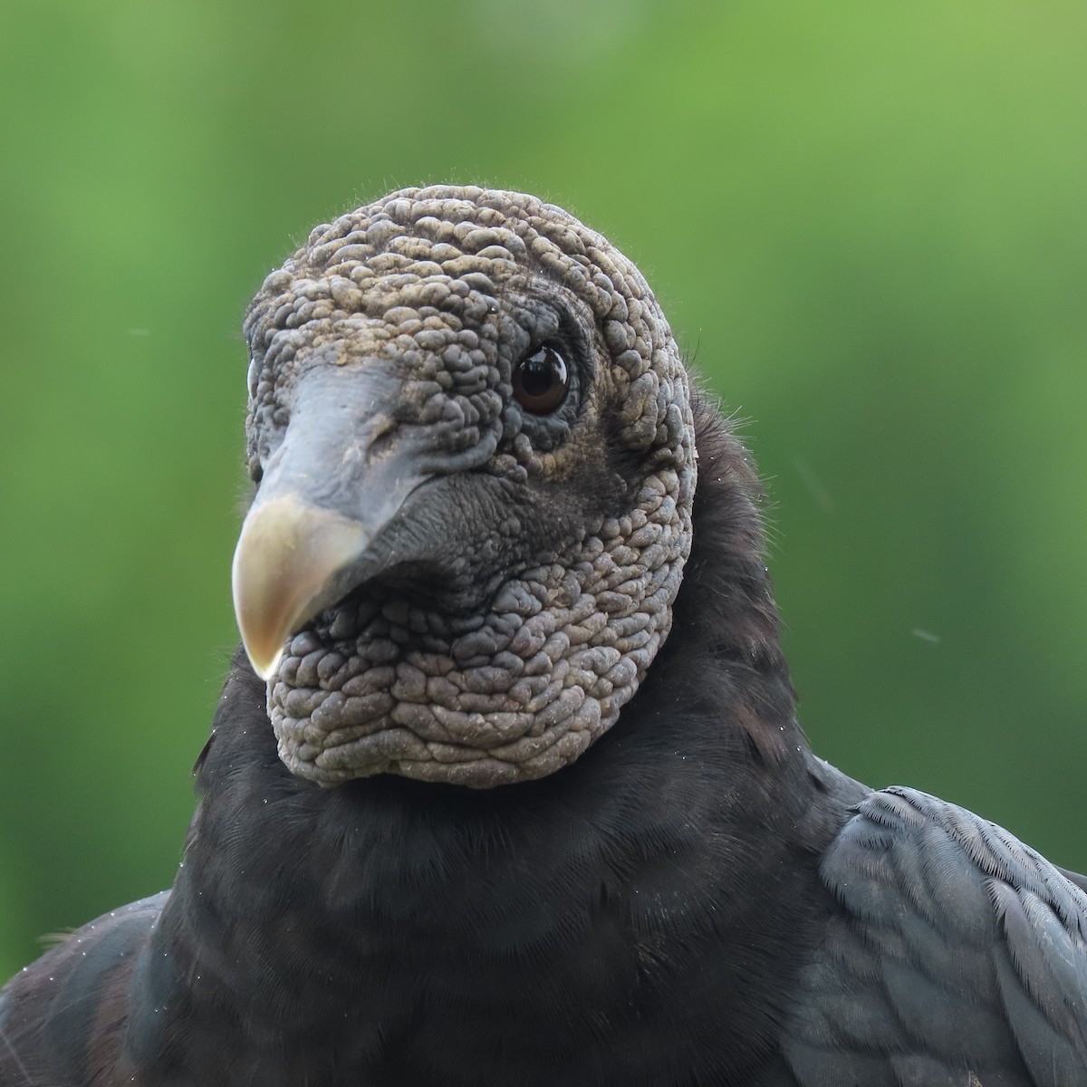 Black Vulture - ML620625148