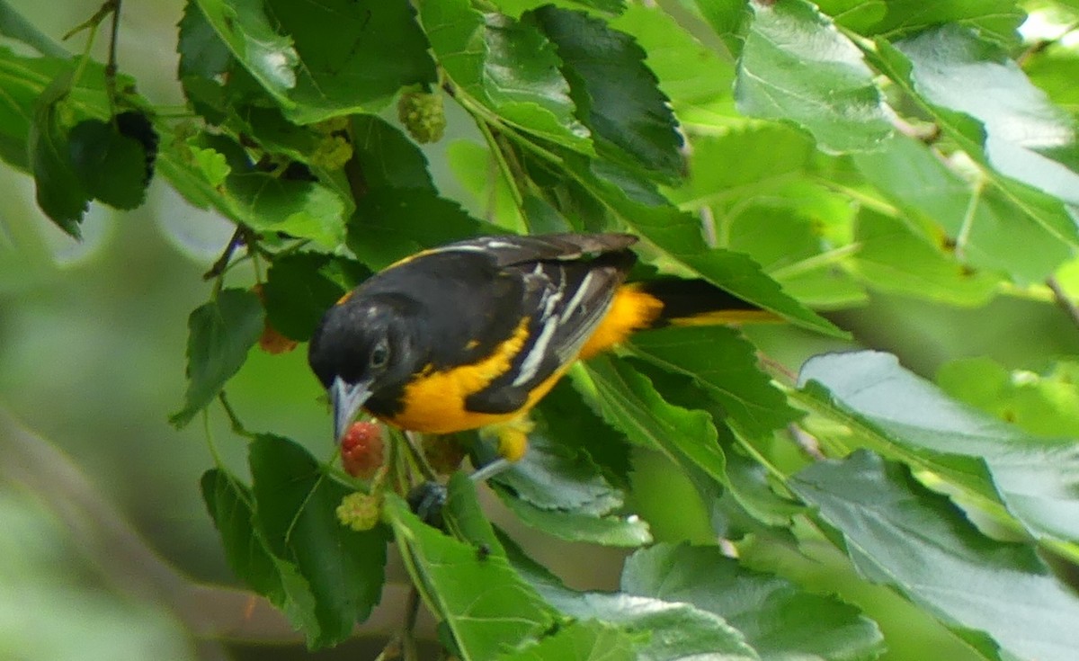 Baltimore Oriole - ML620625151