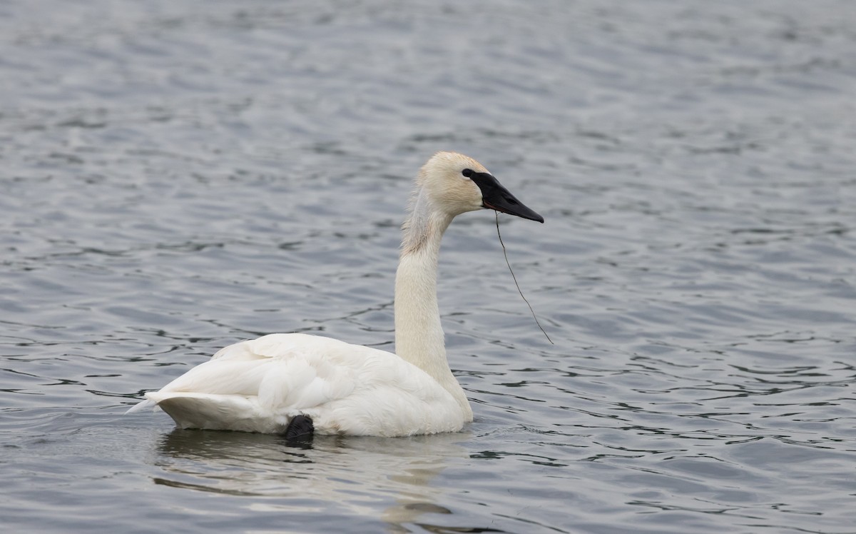 Trumpeter Swan - ML620625152