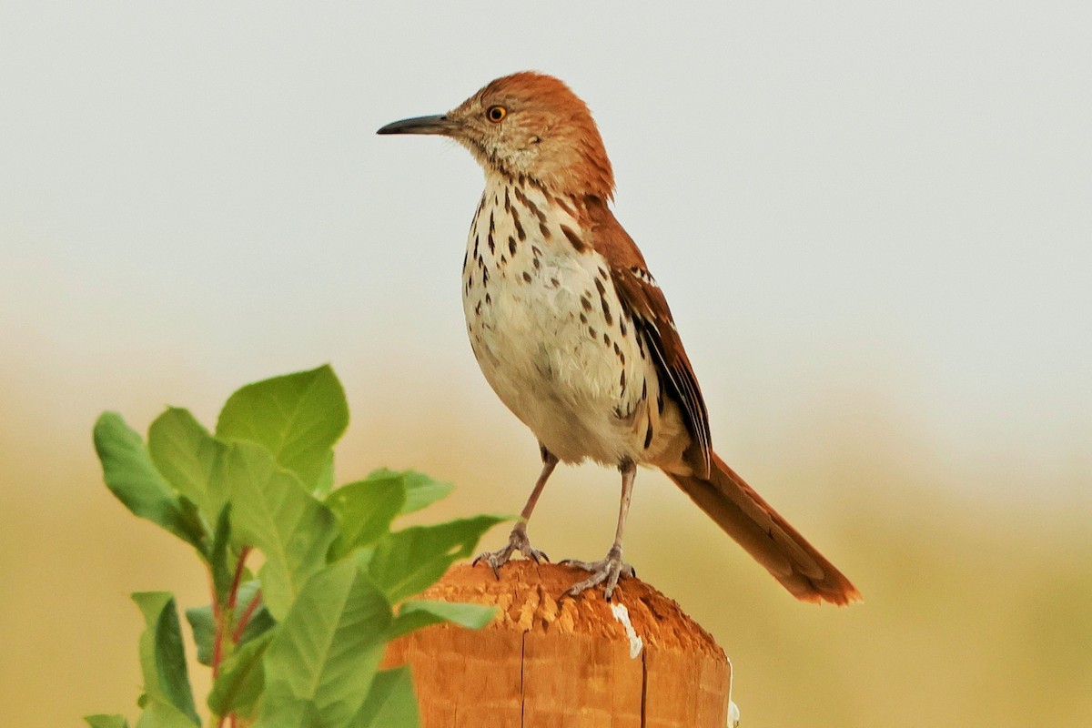 Brown Thrasher - Risë Foster-Bruder