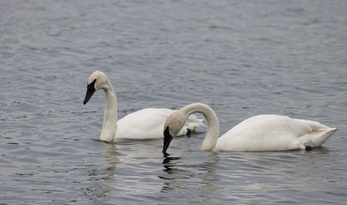 Trumpeter Swan - ML620625160