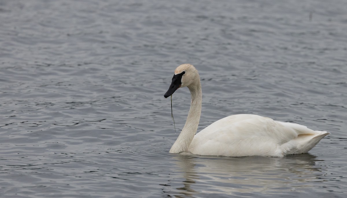 Trumpeter Swan - Jay McGowan