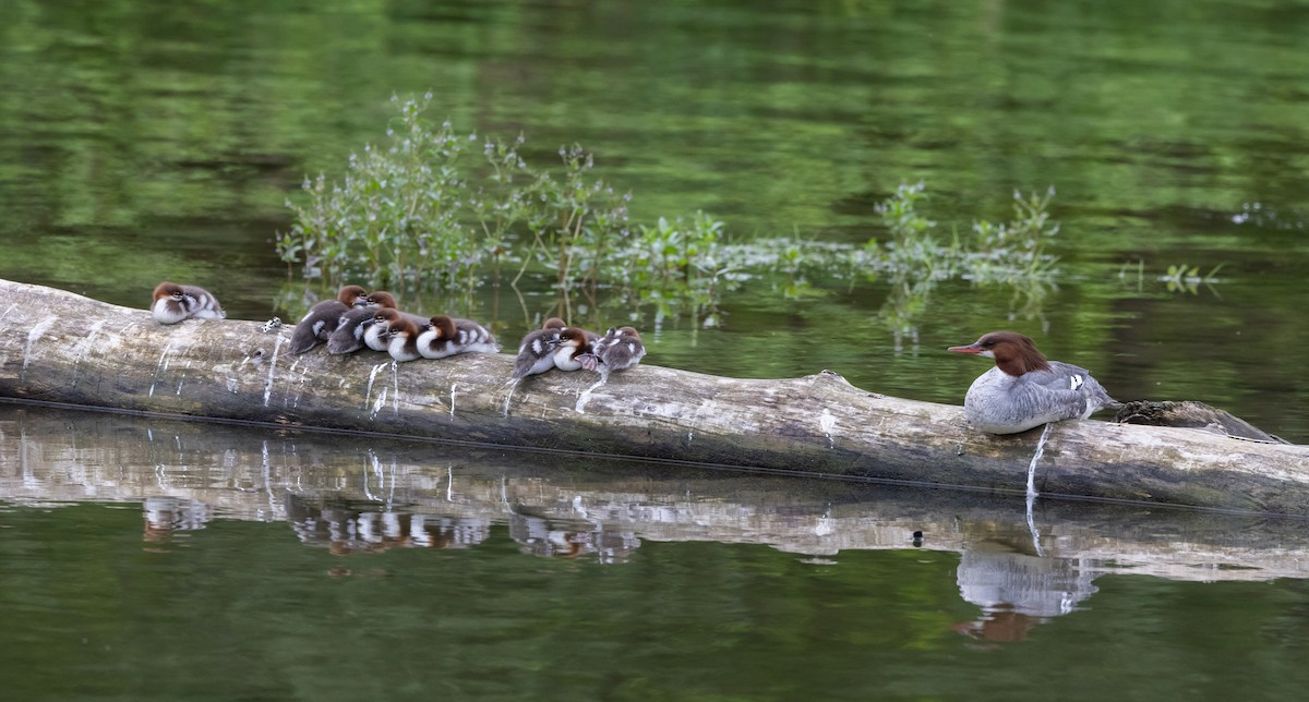 Common Merganser (North American) - ML620625169