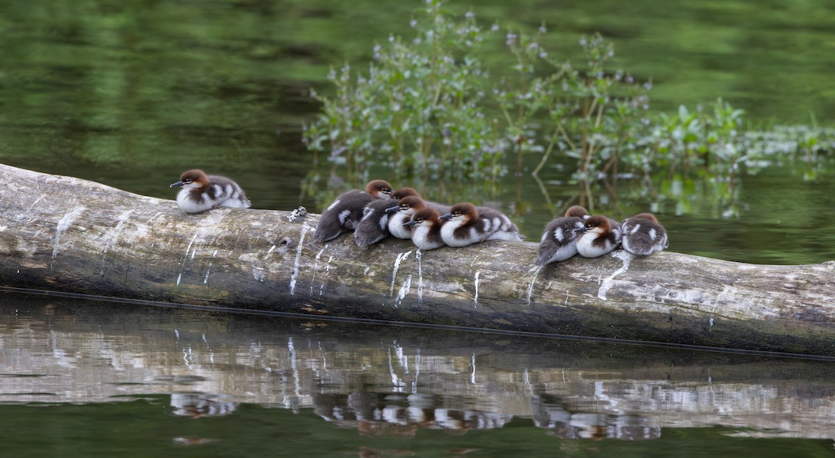 morčák velký (ssp. americanus) - ML620625171