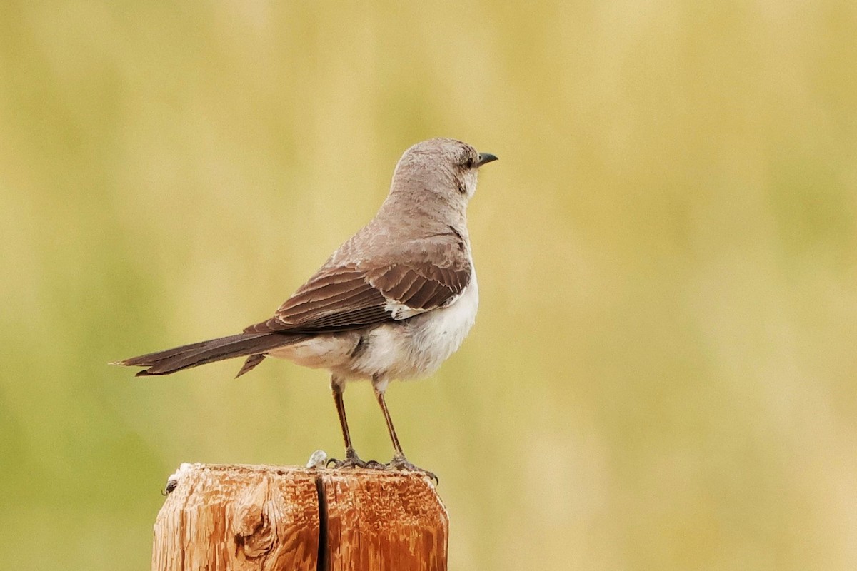 Northern Mockingbird - ML620625174