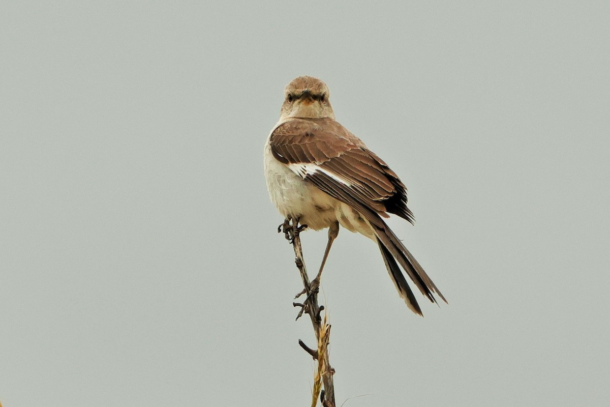 Northern Mockingbird - ML620625175