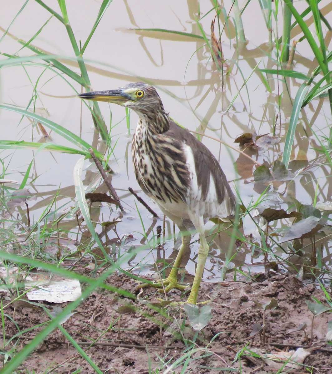 Chinese Pond-Heron - ML620625177