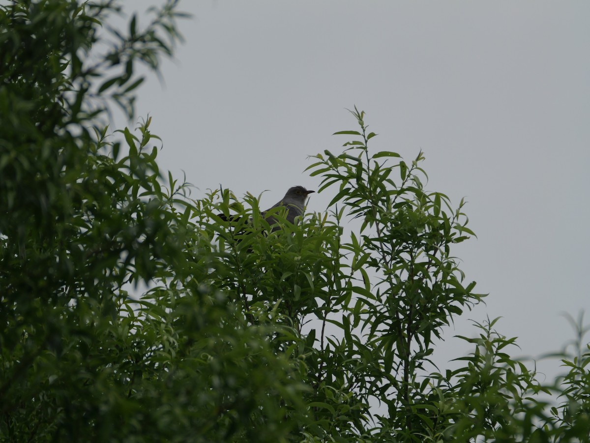 Common Cuckoo - ML620625178