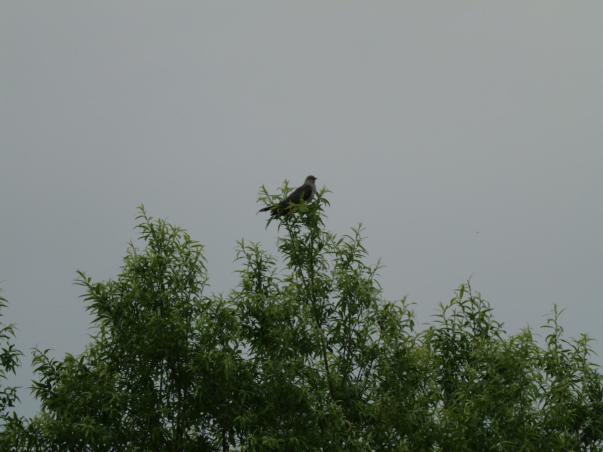 Common Cuckoo - ML620625179