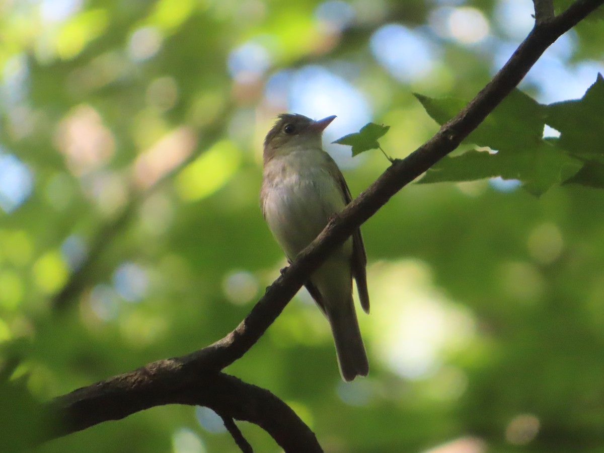 Acadian Flycatcher - ML620625181