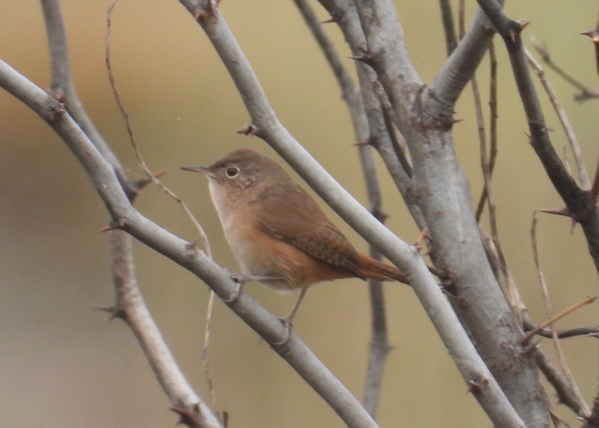 House Wren - ML620625182