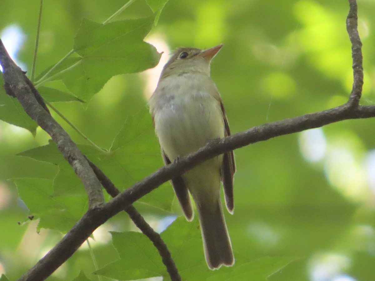 Acadian Flycatcher - ML620625183