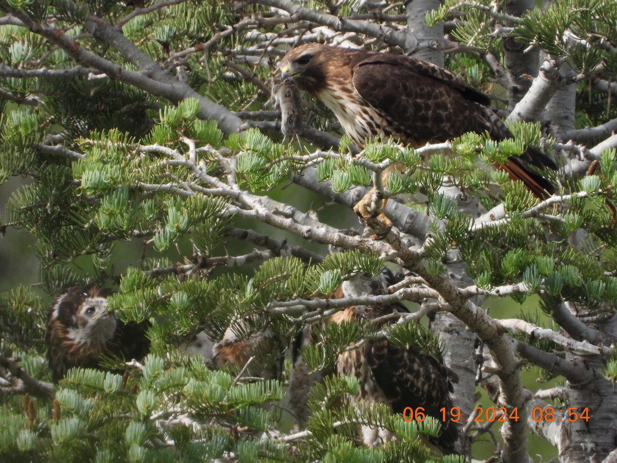 Red-tailed Hawk - ML620625188