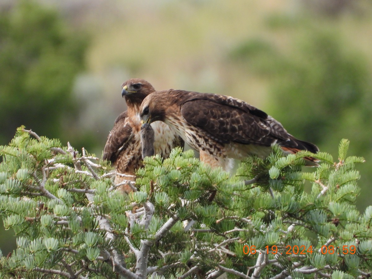 Red-tailed Hawk - ML620625191