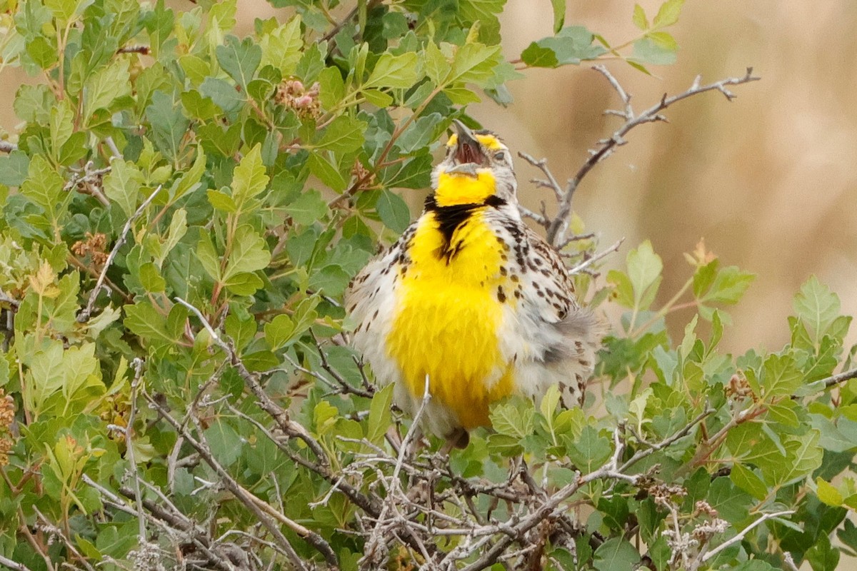 Western Meadowlark - ML620625192