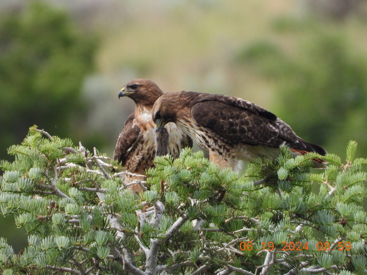 Red-tailed Hawk - ML620625193