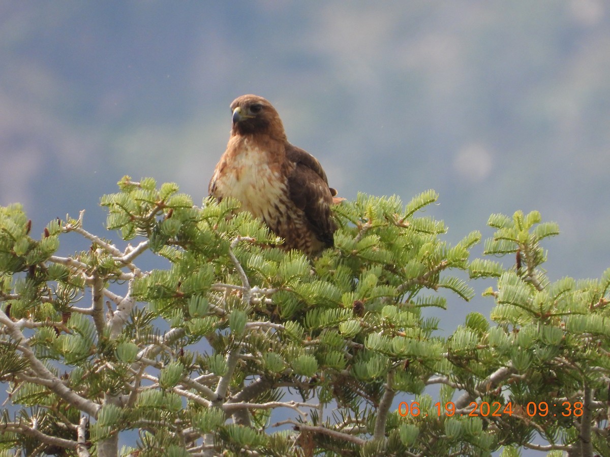 Red-tailed Hawk - ML620625194