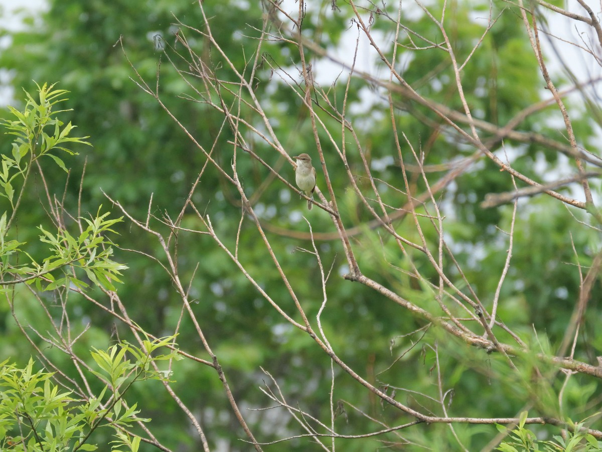 Oriental Reed Warbler - ML620625196
