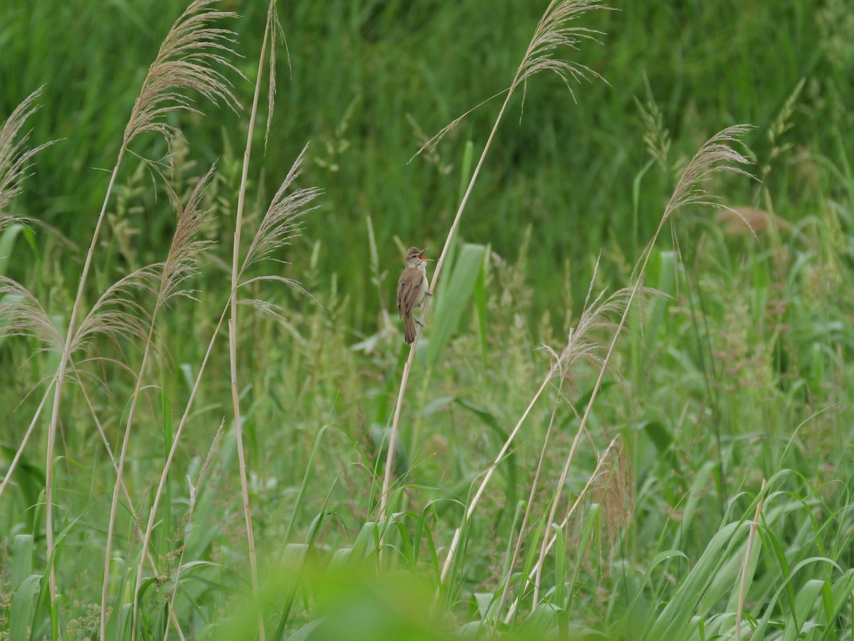 Oriental Reed Warbler - ML620625197