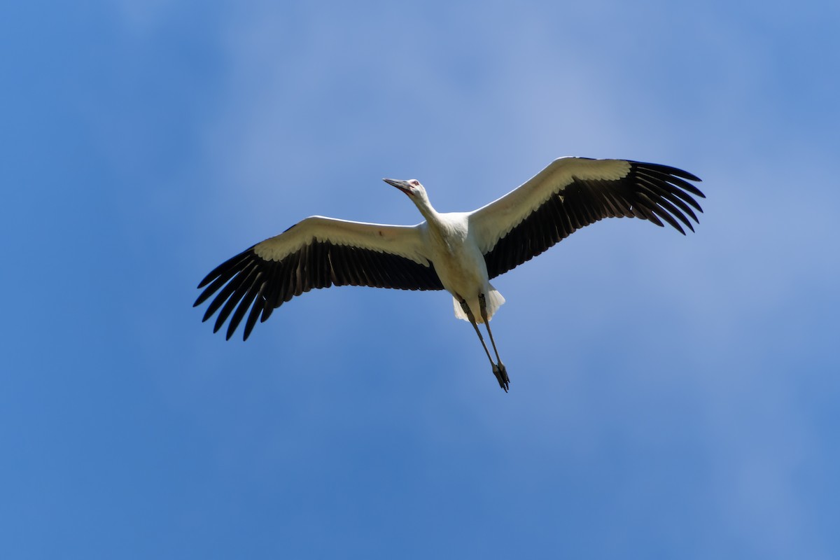 Oriental Stork - ML620625198