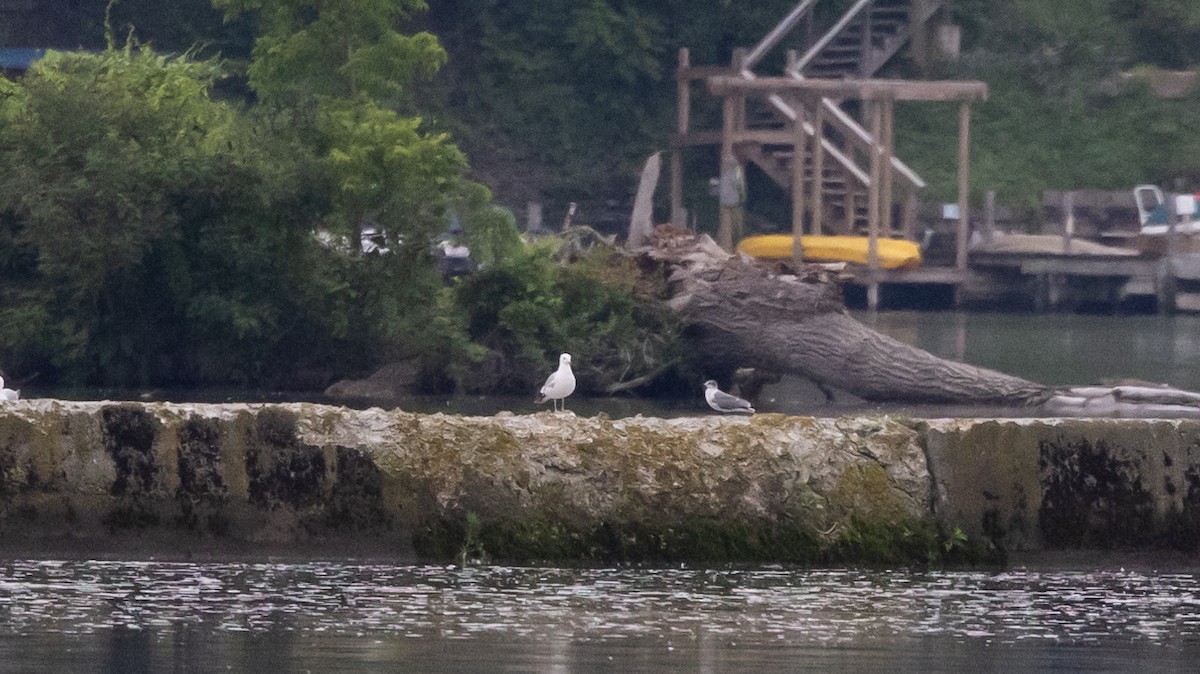 Mouette atricille - ML620625199