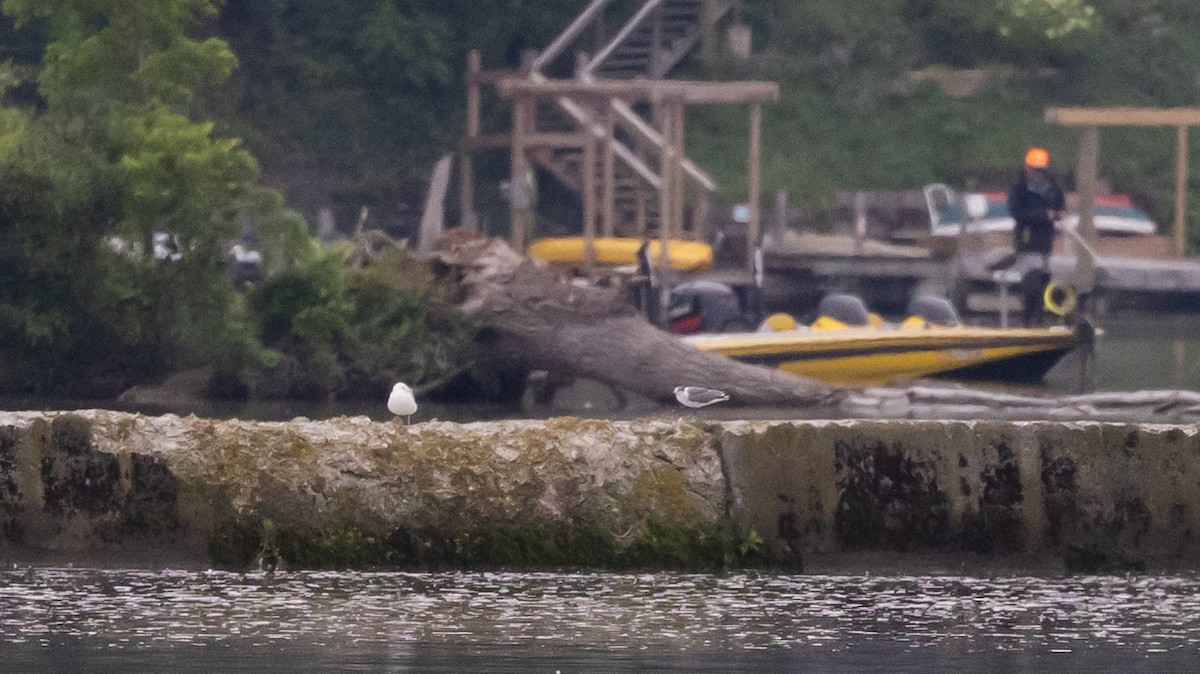 Laughing Gull - ML620625200