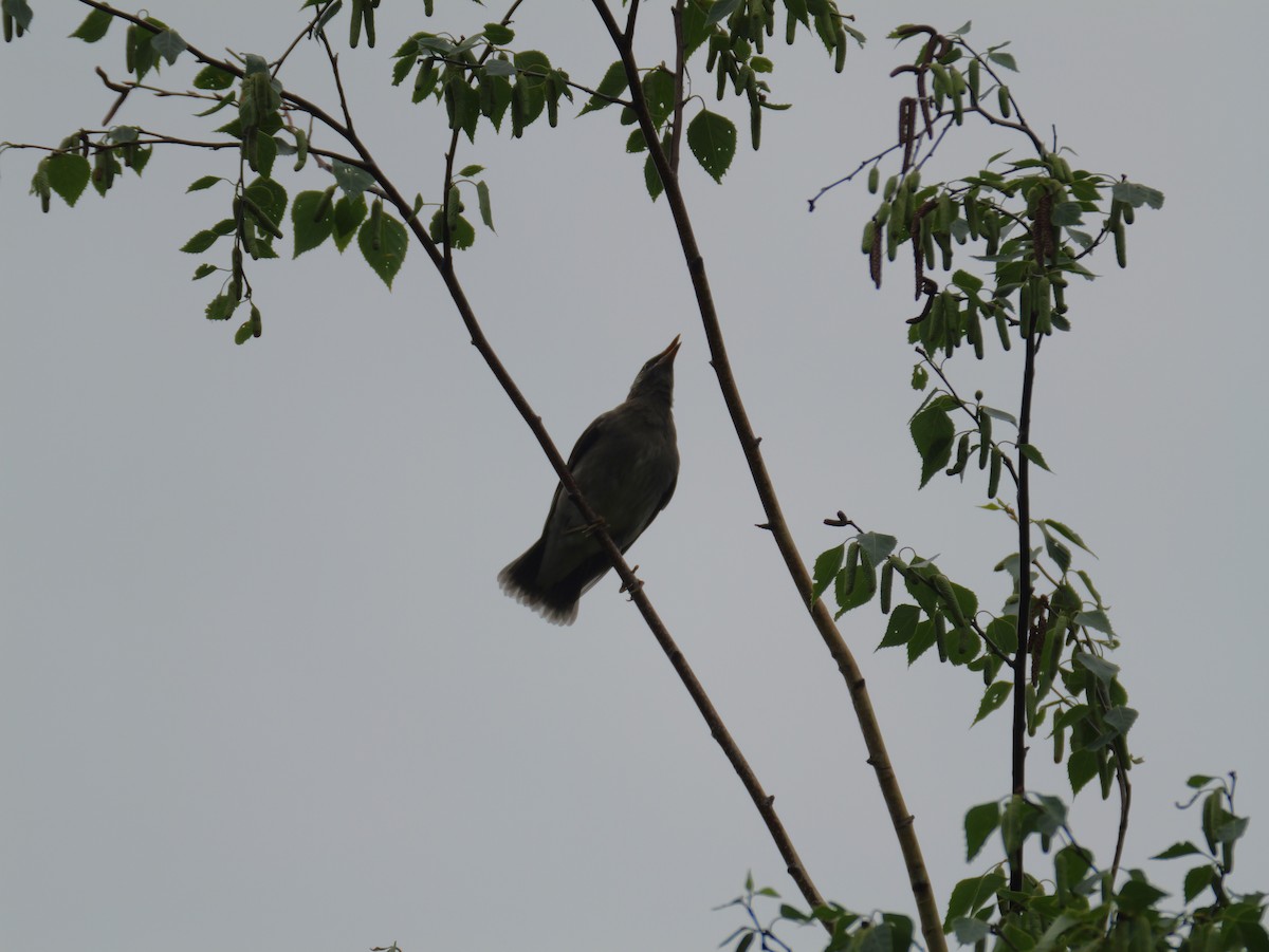 White-cheeked Starling - ML620625205