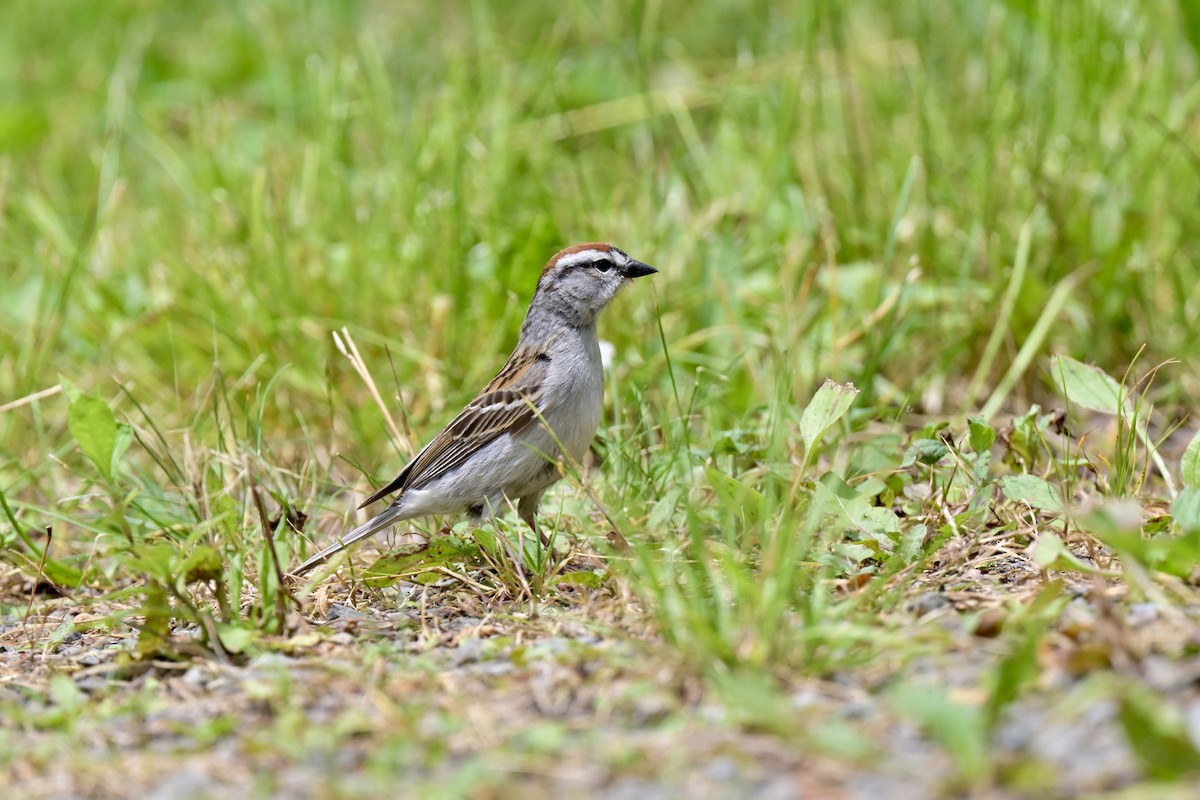 Chipping Sparrow - ML620625208