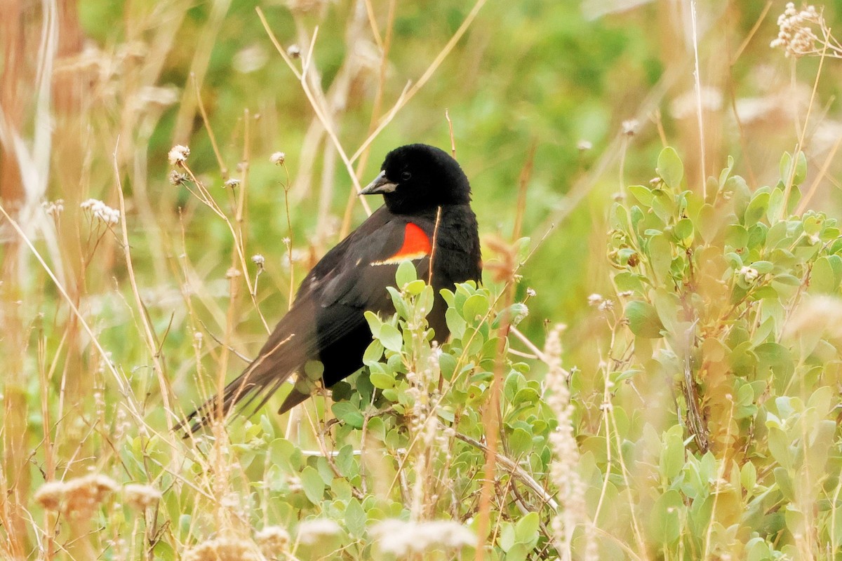 Red-winged Blackbird - ML620625212