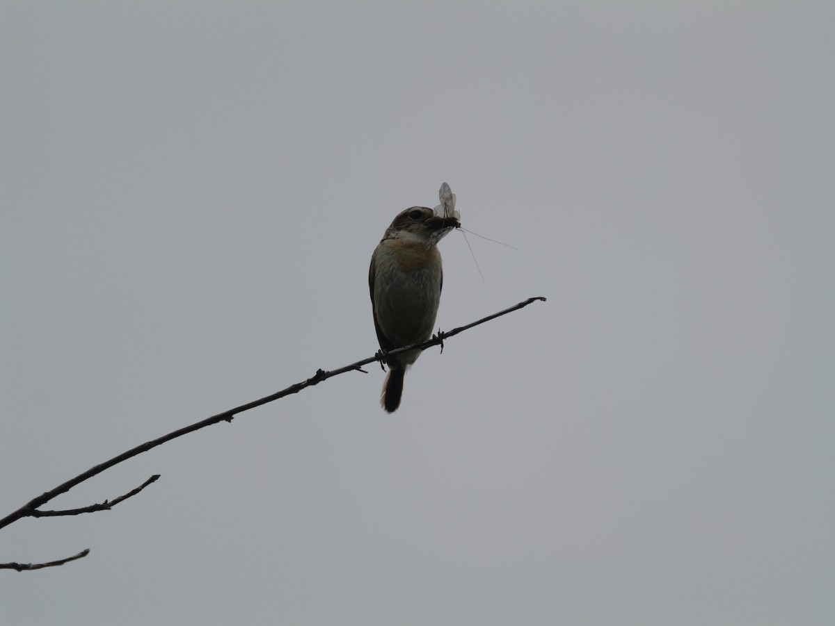 Amur Stonechat - ML620625215