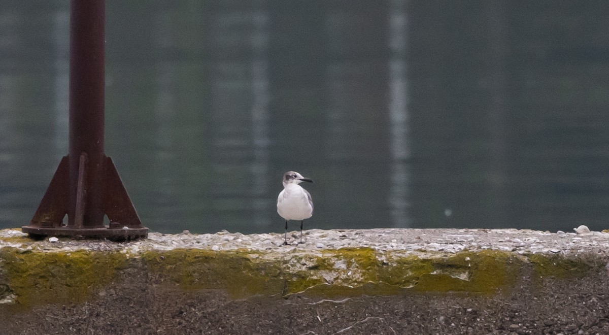 Mouette atricille - ML620625219