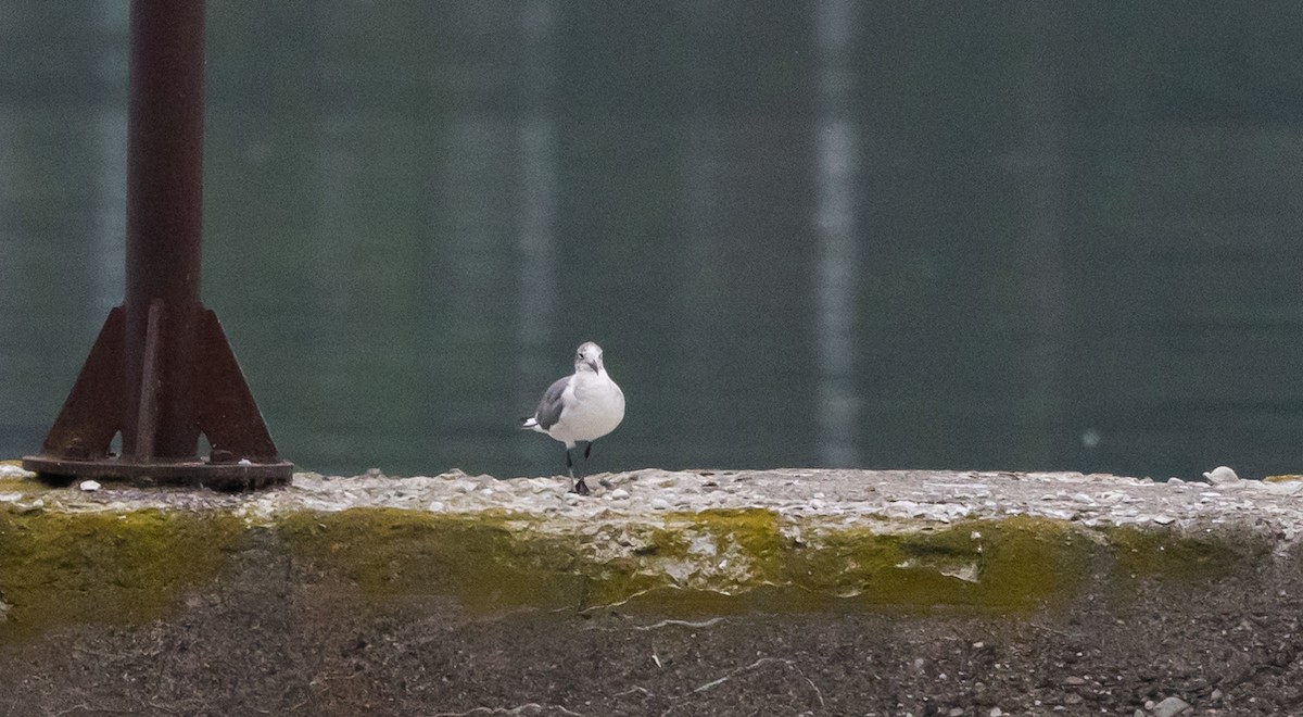 Mouette atricille - ML620625220