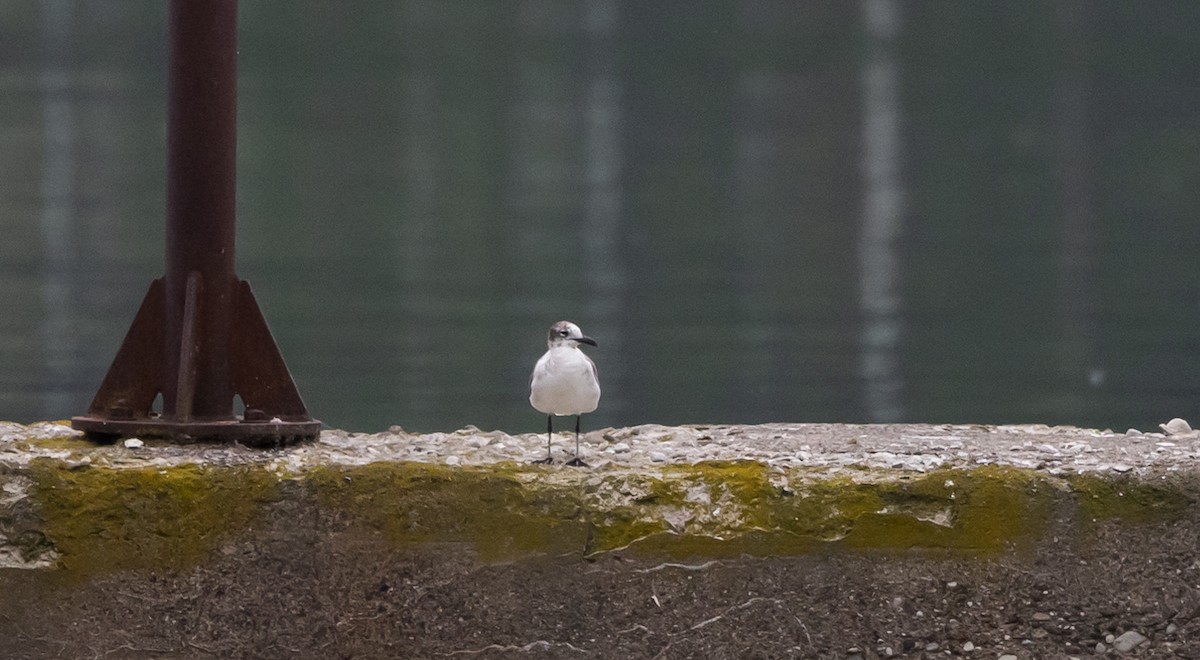 Mouette atricille - ML620625223