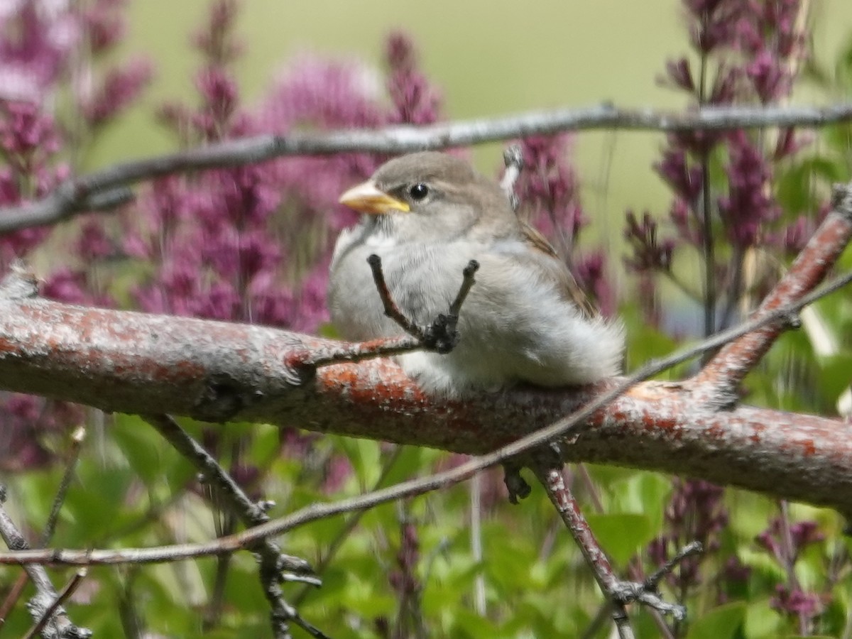 Moineau domestique - ML620625225