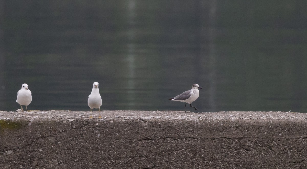 Mouette atricille - ML620625226