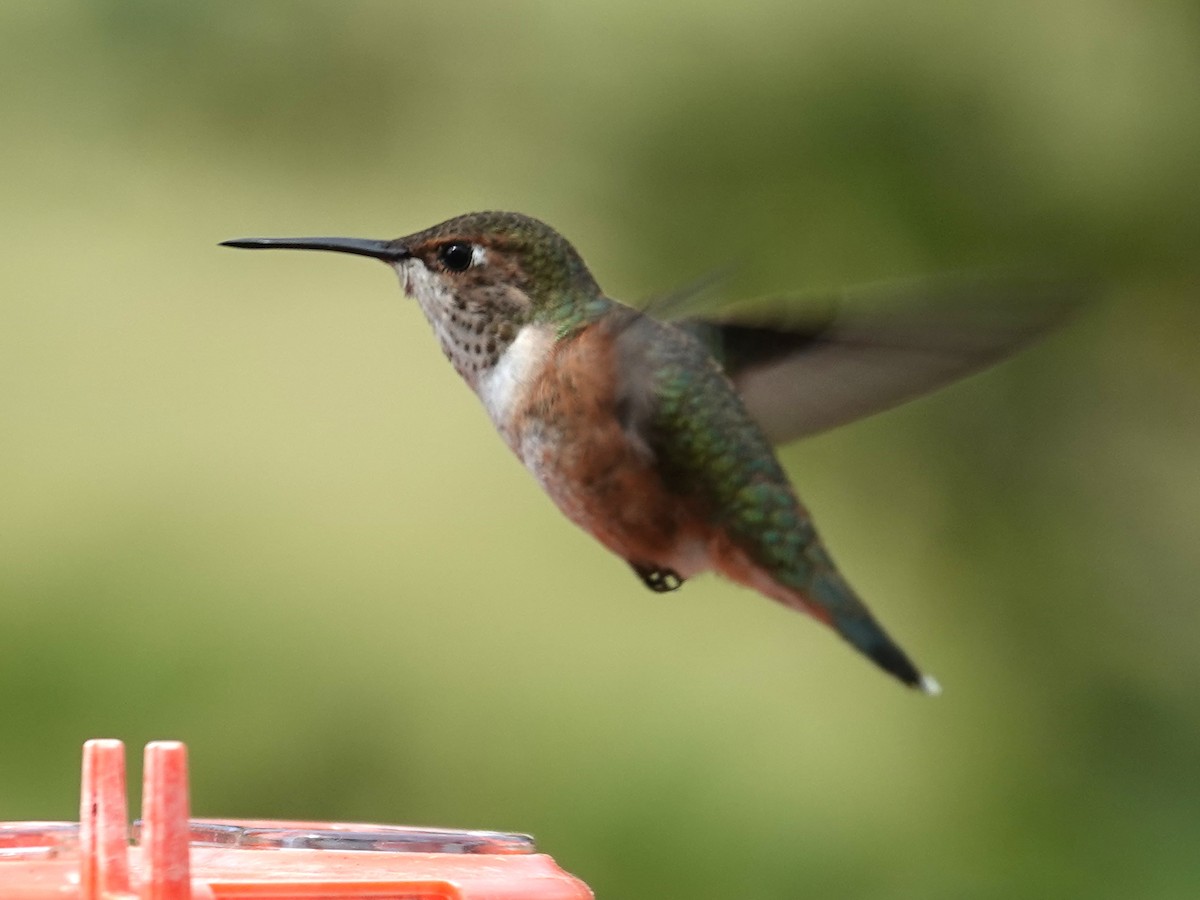 Rufous Hummingbird - ML620625229