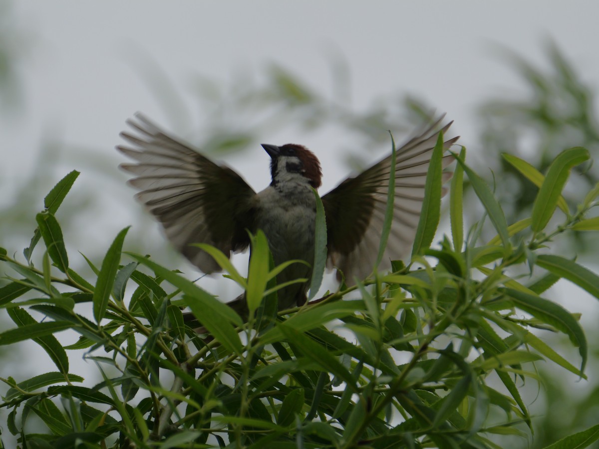 Eurasian Tree Sparrow - ML620625231
