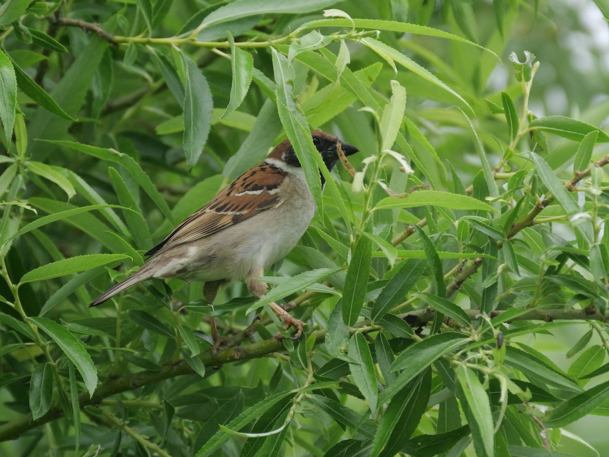 Eurasian Tree Sparrow - ML620625232