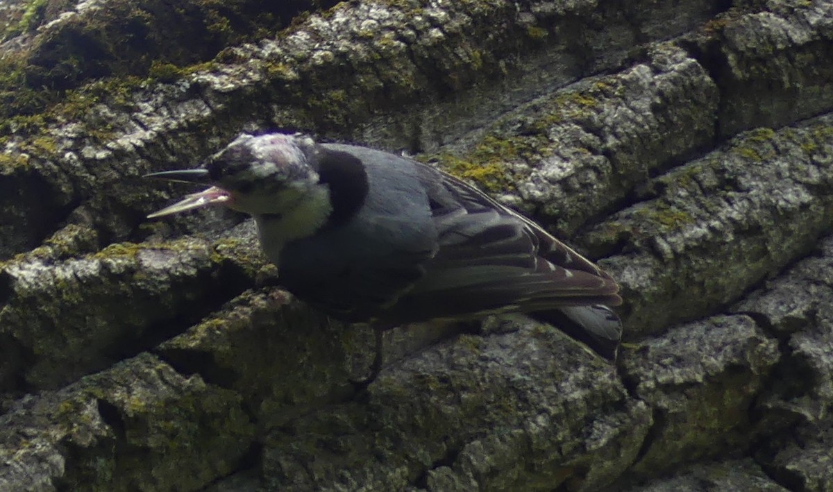 White-breasted Nuthatch - ML620625235