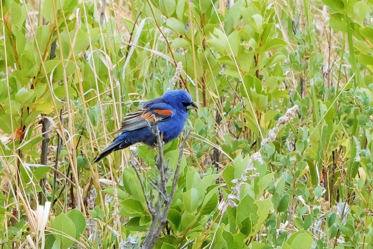 Blue Grosbeak - ML620625240